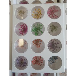 Dried flowers 12 pieces in...